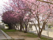 学校の桜
